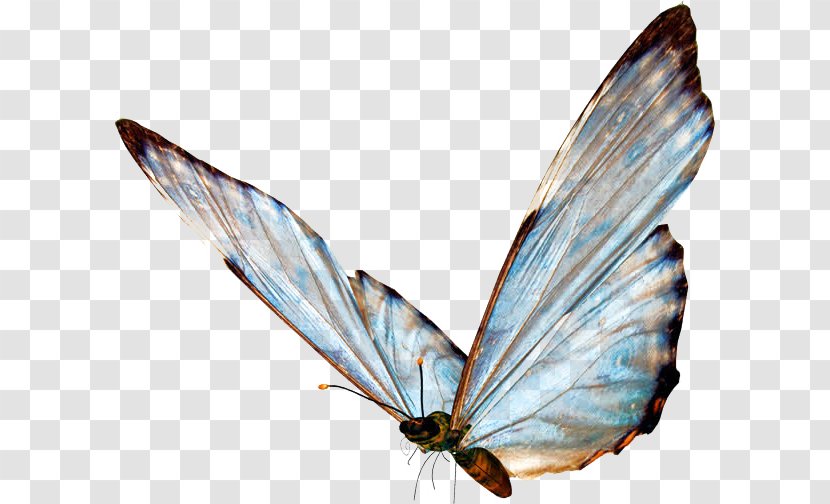 Butterfly Sticker Clip Art - Moth Transparent PNG