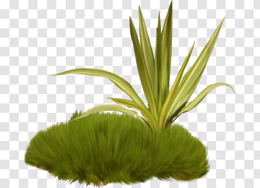 Watermark - Logo - Herbaceous Plant Transparent PNG