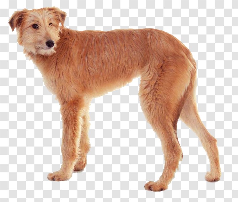 Dog Breed Irish Terrier Dutch Smoushond Companion Sporting Group - Carnivoran Transparent PNG