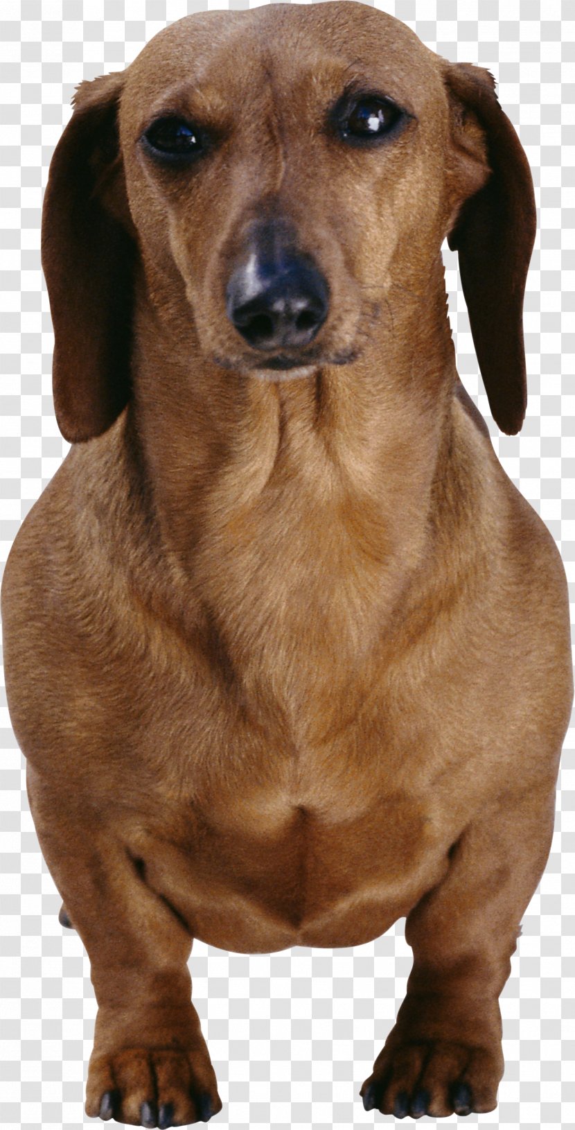 Dachshund Longdog Cat Dog Breed Pet - Allergy Transparent PNG