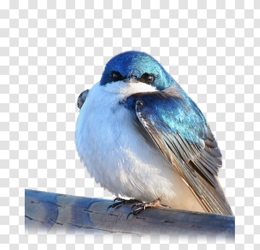 Mountain Bluebird Tree Swallow Tanager Barn - Songbird - Bird Transparent PNG