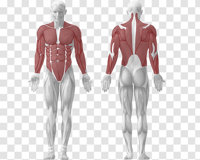 Human Body Muscle Muscular System Anatomy - Frame - Dumbbel Transparent PNG