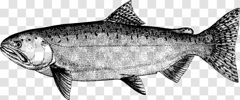 Sardine Fish Products Salmon Cod Milkfish - Seafood Transparent PNG