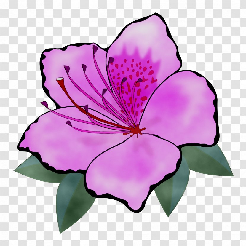 Clip Art Vector Graphics Flower Openclipart - Rhododendron - Malvales Transparent PNG