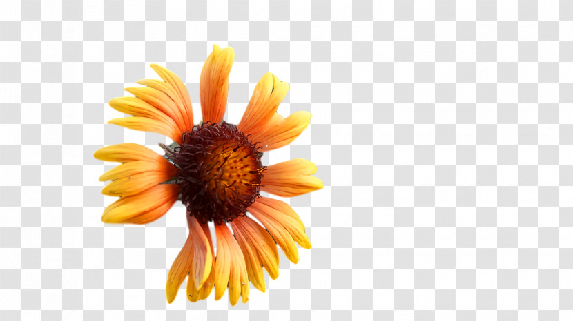 Computer Transvaal Daisy Petal Orange S.a. Transparent PNG