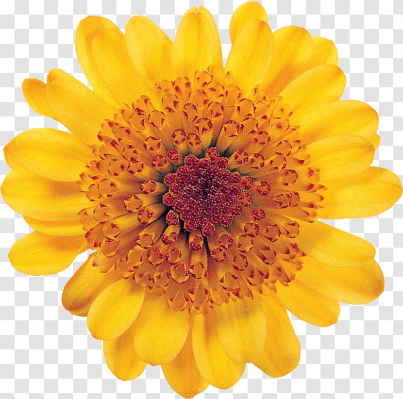 Common Sunflower Desktop Wallpaper - Dahlia Transparent PNG