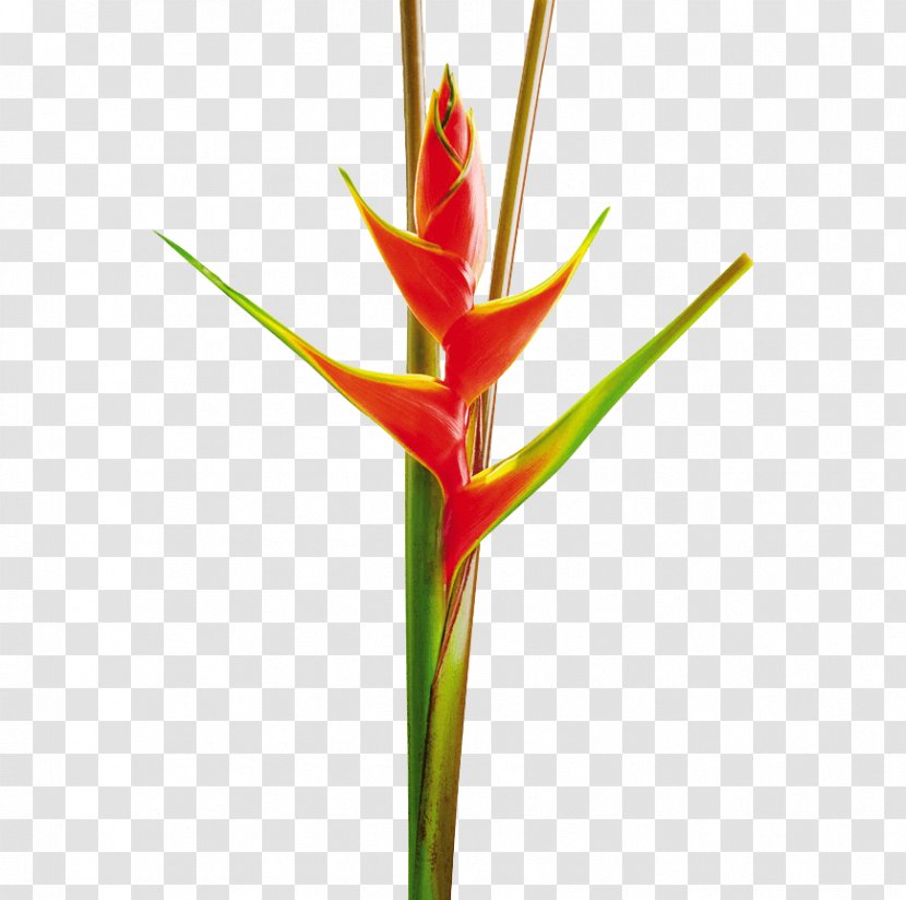 Heliconia Bihai Stricta Vellerigera Cut Flowers - Plant Stem - Flower Transparent PNG