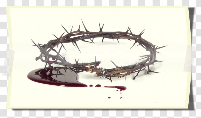 Crown Of Thorns Thorns, Spines, And Prickles YouTube Blood - Twig - Spine Transparent PNG