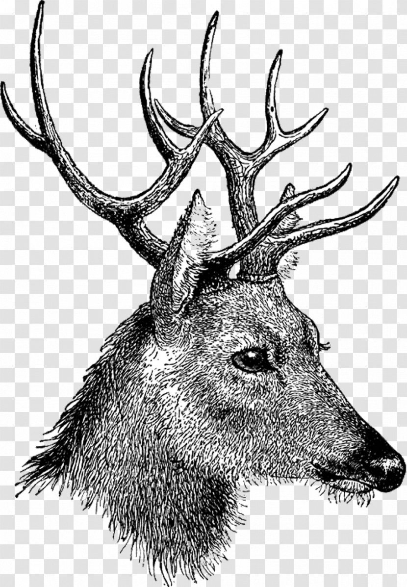 Reindeer White-tailed Deer Clip Art - Snout - Head Transparent PNG