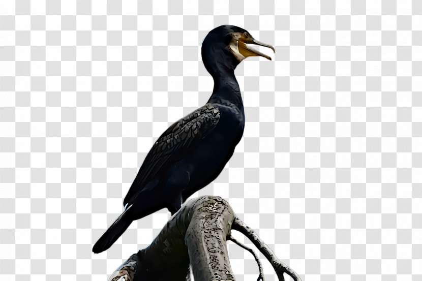 Bird Cormorant Beak Double Crested Cormorant Suliformes Transparent PNG