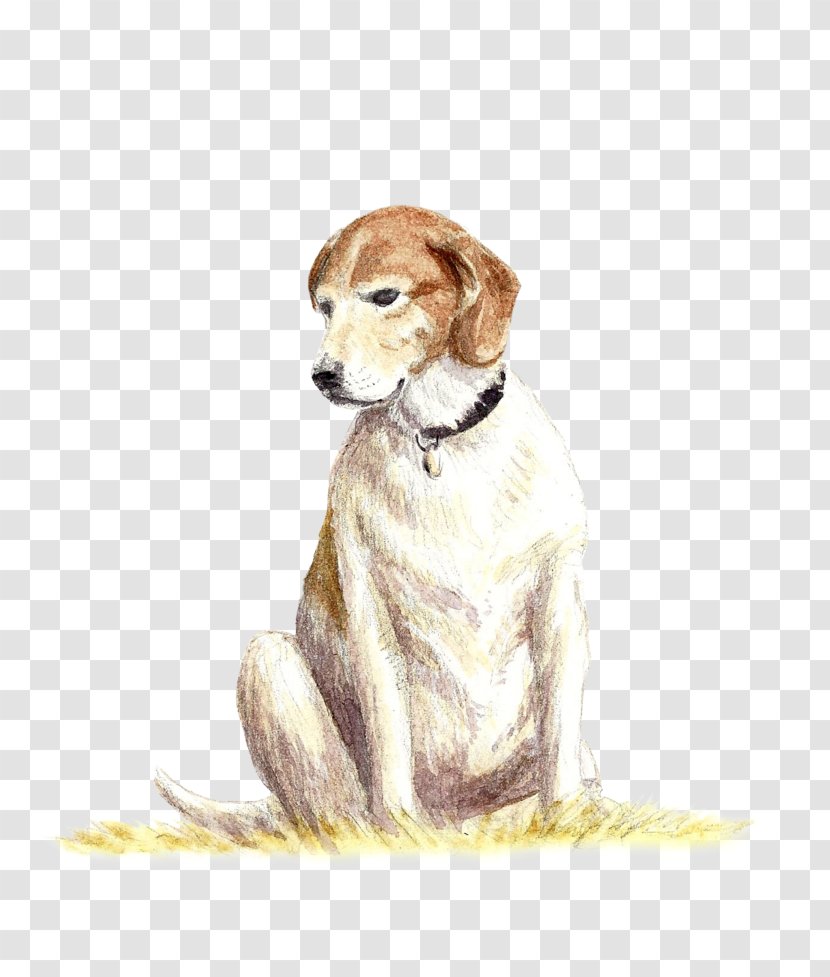 Dog Breed Saluki Companion Crossbreed - Mammal Transparent PNG