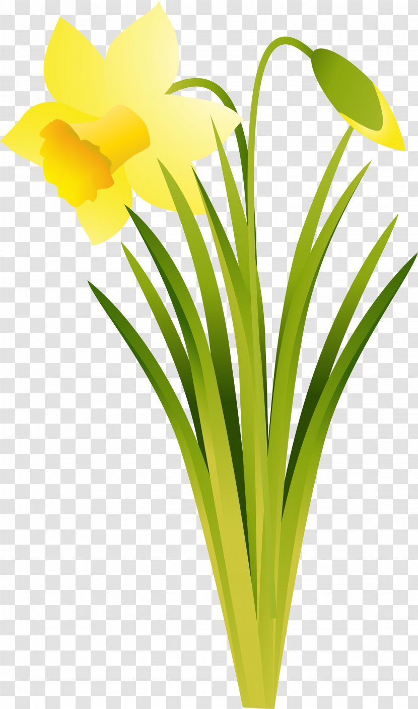 Narcissus Daffodil Cut Flowers Plant - Flower Transparent PNG