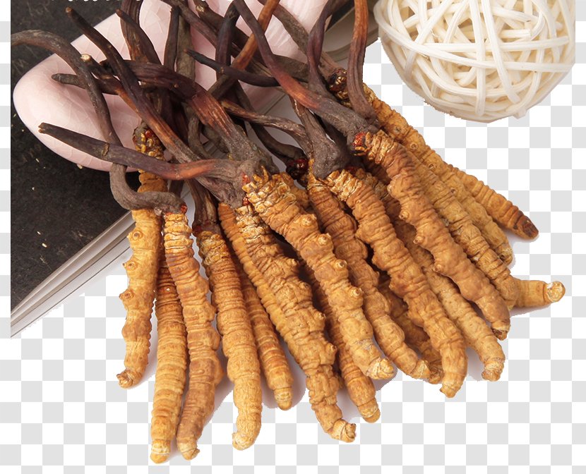 Herbal Caterpillar Fungus Traditional Chinese Medicine Crude Drug - Cordyceps - Wild Herbs Transparent PNG