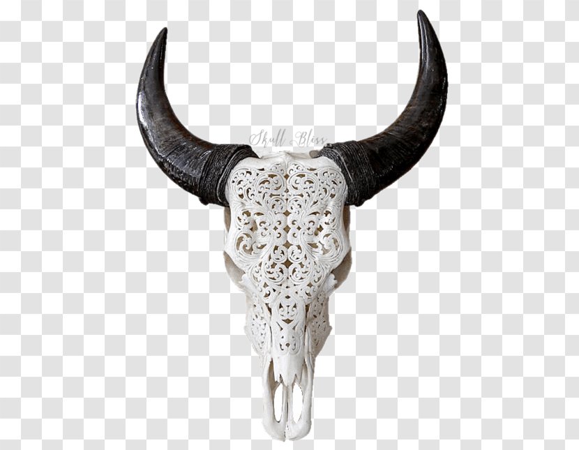 Texas Longhorn English Skull Goat - Sheep - Buffalo Horns Transparent PNG