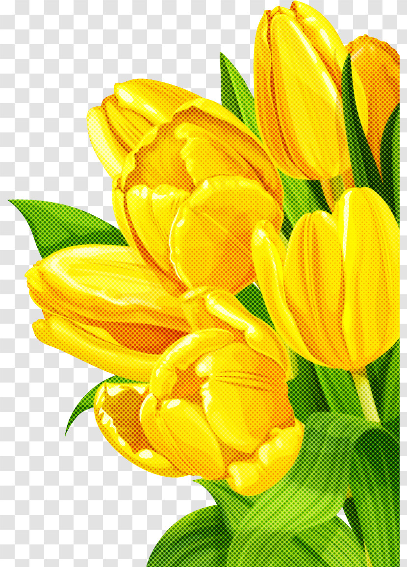 Flower Petal Yellow Plant Cut Flowers Transparent PNG