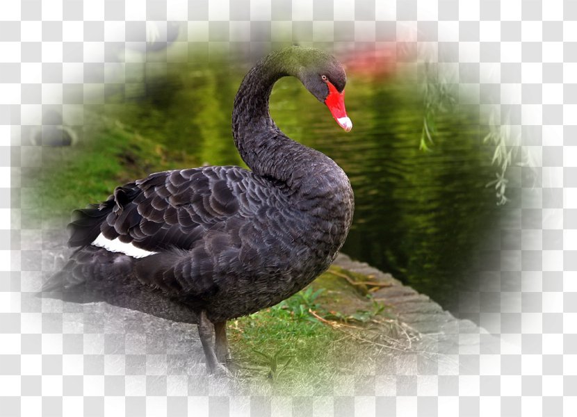 Black Swan Bird Desktop Wallpaper Computer - Display Resolution - Swans Transparent PNG