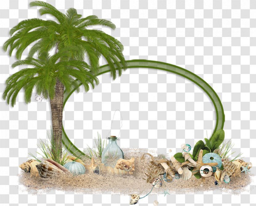 Clip Art - Photography - Palm Tree Transparent PNG