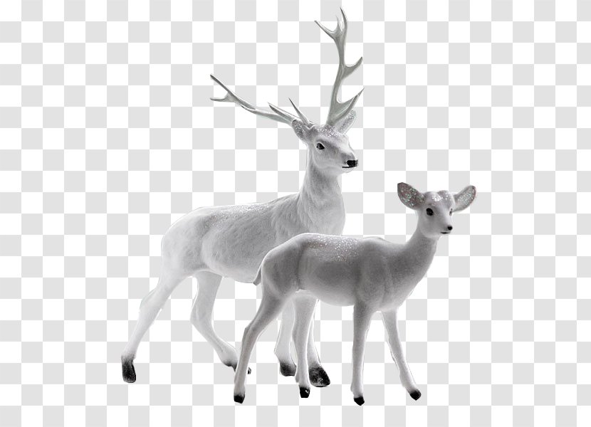 Seneca White Deer Computer File - Terrestrial Animal - Pattern Transparent PNG