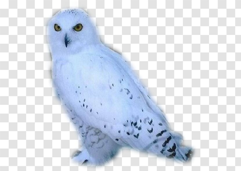 Snowy Owl Bird Arctic Fox - Animal Transparent PNG