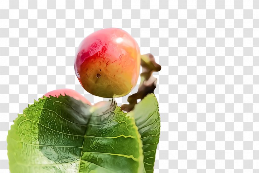 Fruit Plant Leaf European Plum Tree - Common Fig Apple Transparent PNG