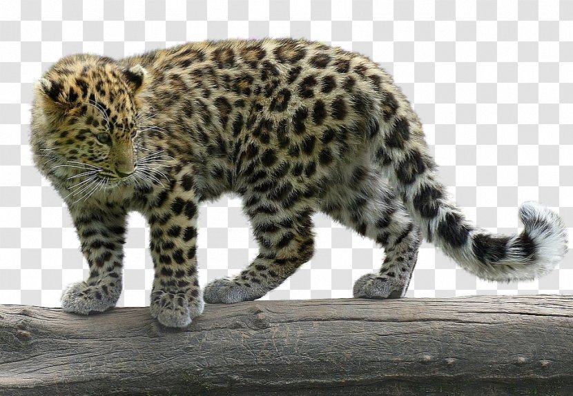 Snow Leopard Cheetah Jaguar Paper - Big Cat Transparent PNG