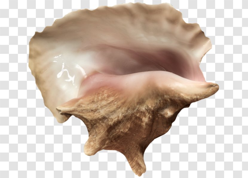 Seashell Clam Conch Clip Art - Sea Snail Transparent PNG