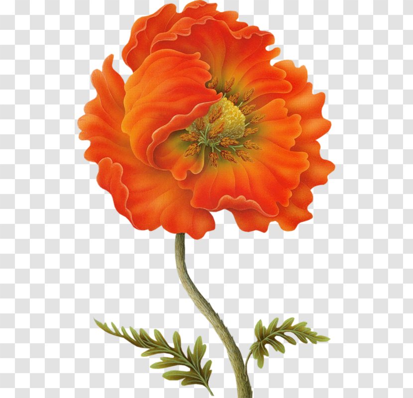 Poppy Flower Painting Drawing Clip Art - Petal - California Transparent PNG