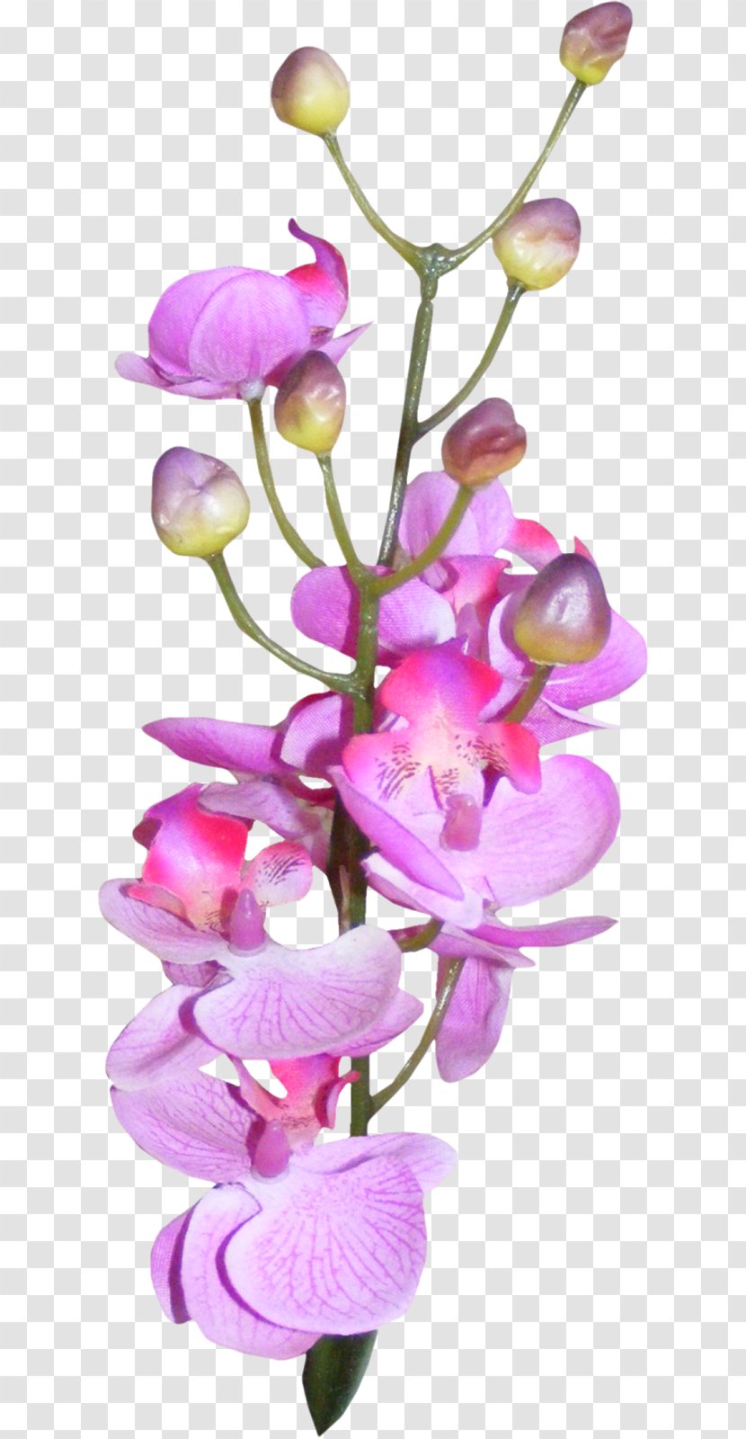 Moth Orchids - Photoscape - Purple Transparent PNG