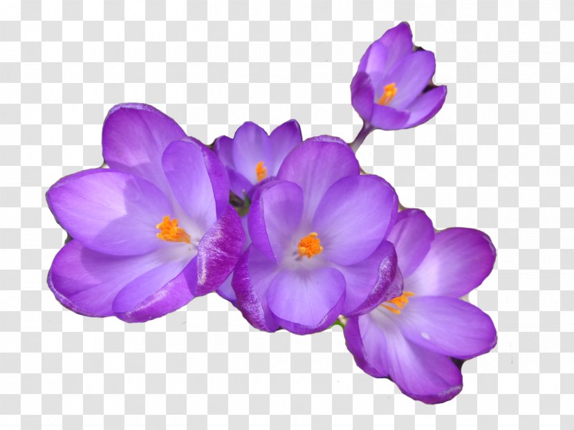 Crocus Herbaceous Plant - Iris Family Transparent PNG