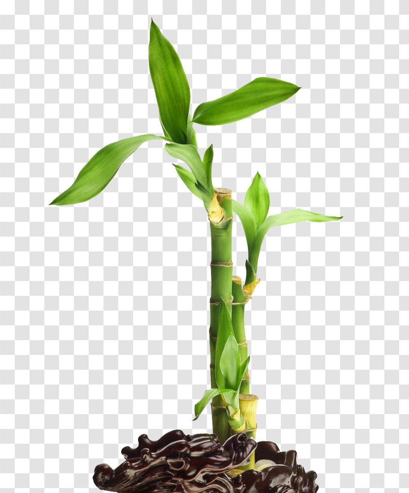 Lucky Bamboo Stock Photography - Image Transparent PNG