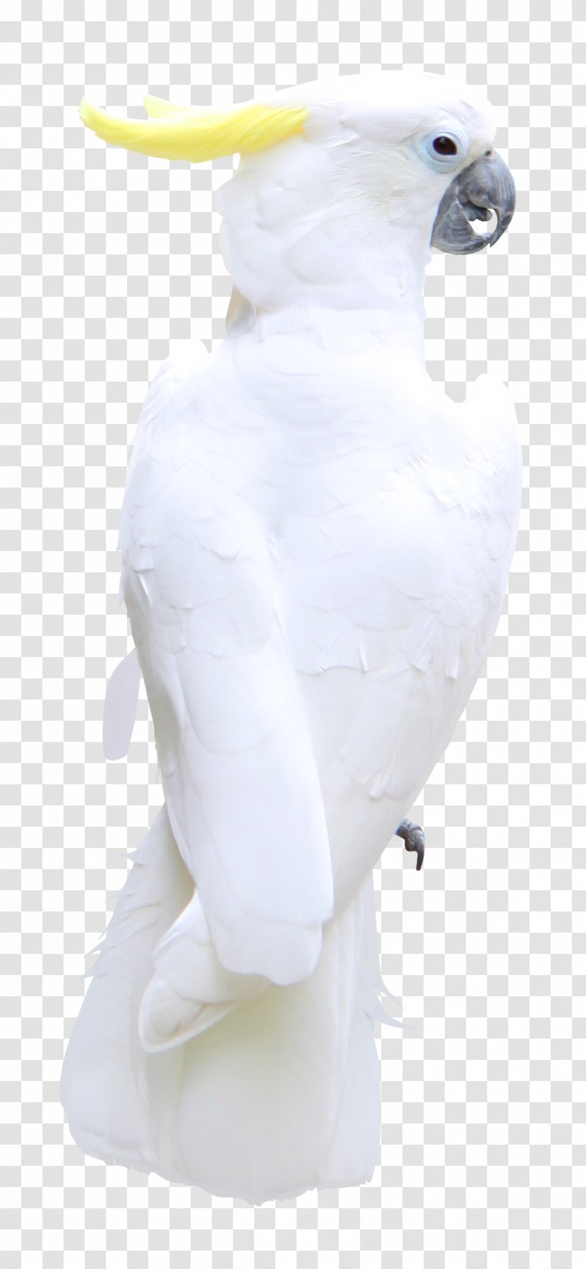Bird Feather Cockatoo Beak - Neck - Macaw Transparent PNG