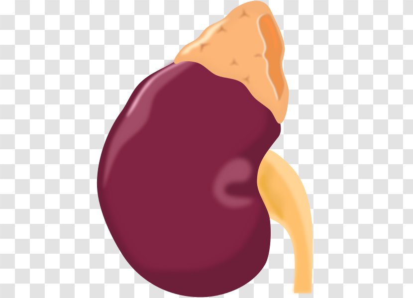 Adrenal Gland Kidney Clip Art - Heart Transparent PNG