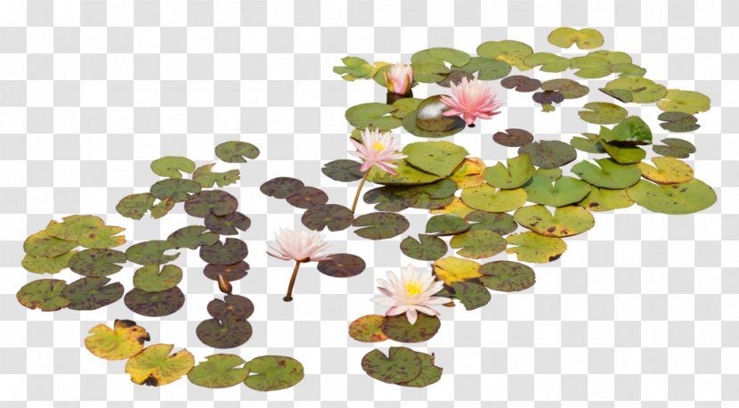 Nelumbo Nucifera Leaf Lotus Effect - Flower Transparent PNG