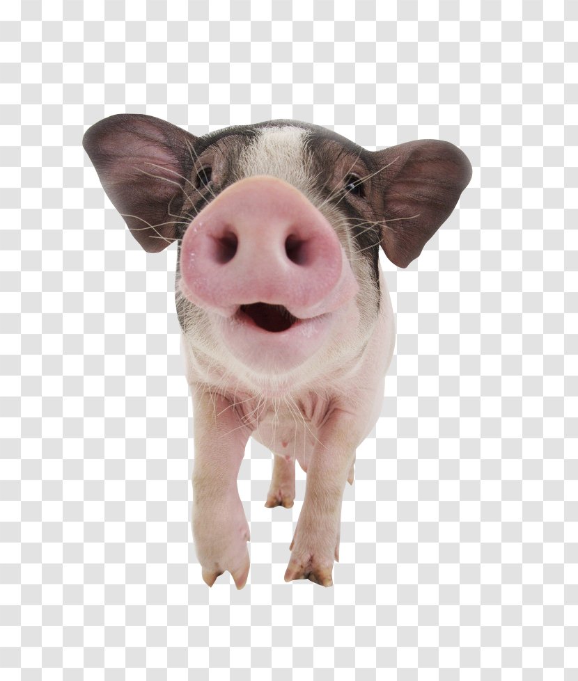 Pigs Ear 2017 Ekka Stock Photography - Domestic Pig - Pink Transparent PNG