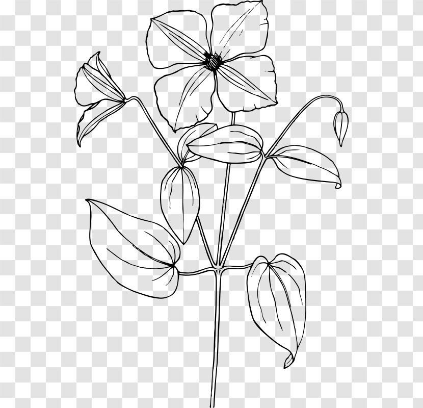 Flower Line Art - Herbaceous Plant Coloring Book Transparent PNG