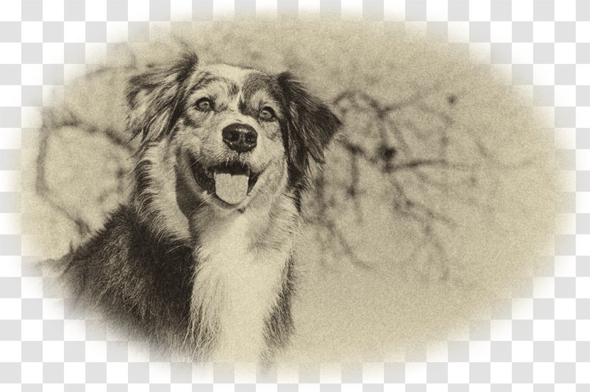 Dog Breed Australian Shepherd Puppy Companion Snout Transparent PNG