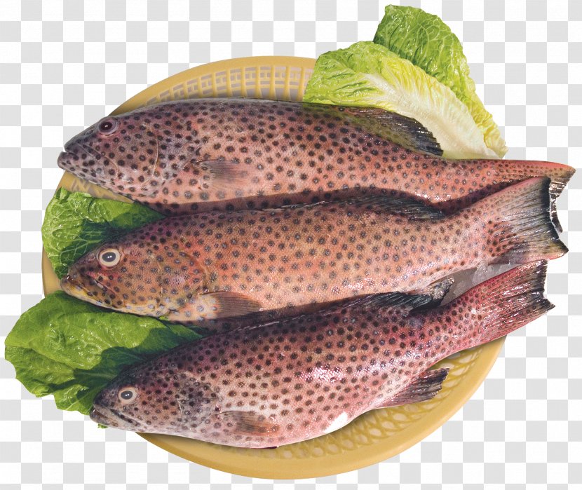 Salmon Fish Products Tilapia Trout Transparent PNG