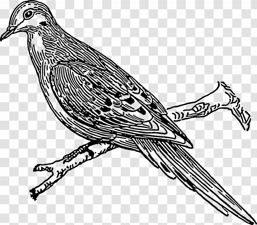 Columbidae Drawing Clip Art - Poster - Pigeon Clipart Transparent PNG
