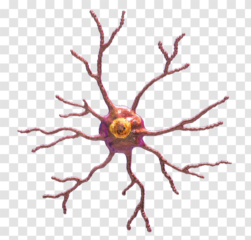 Microglia Nervous System Astrocyte Cell - Flower - Vector Transparent PNG