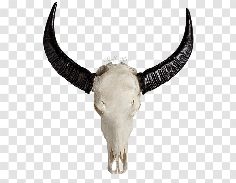 Skull Horn Bone Cattle Transparent PNG