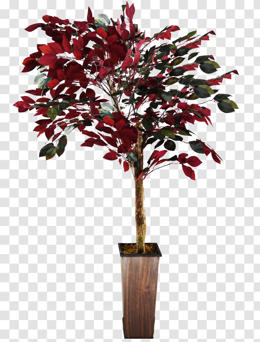 Twig Flowerpot Shrub Plant Stem Houseplant - Woody - Ficus Background Transparent PNG