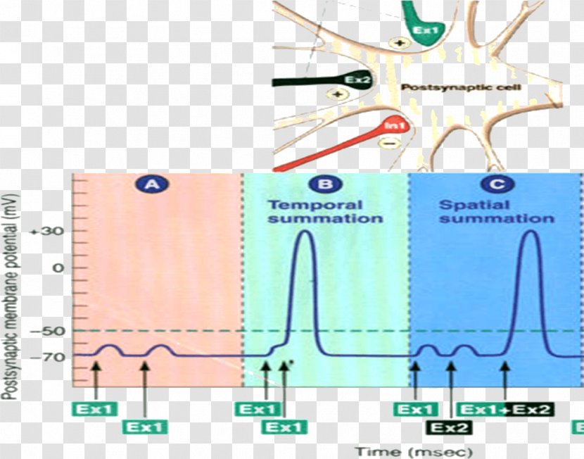 Excitatory Postsynaptic Potential Action Neuron Membrane Transparent PNG