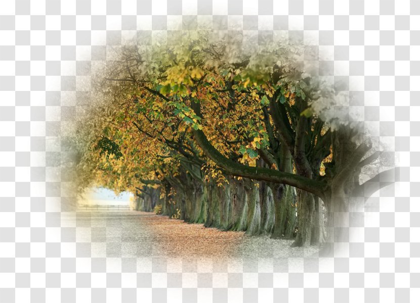 Desktop Wallpaper Autumn Metaphor Photography - Frame Transparent PNG