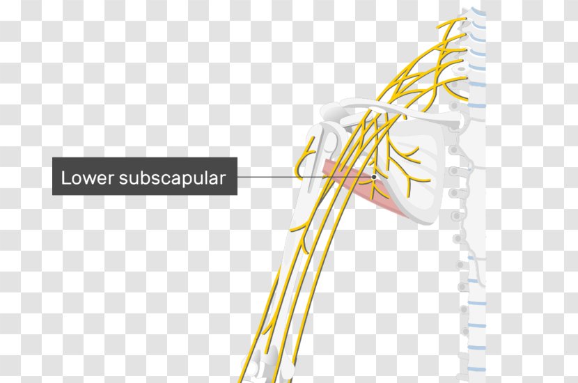 Thoracodorsal Nerve Lower Subscapular Upper Artery - Nervus Subscapularis Transparent PNG