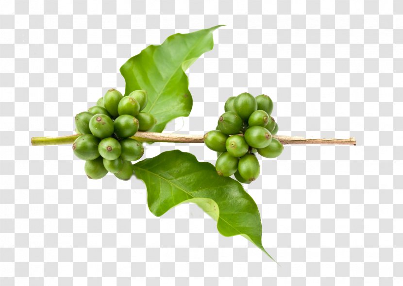 Green Coffee Extract Arabica Bean - Tea Leaf - Black Beans Transparent PNG