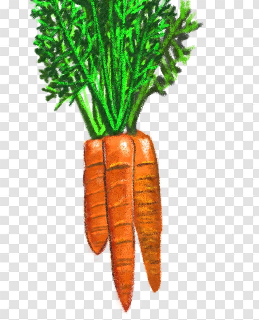Local Food Grocery Store Drawing Graphics - Natural Foods - Carrot Animation Transparent PNG