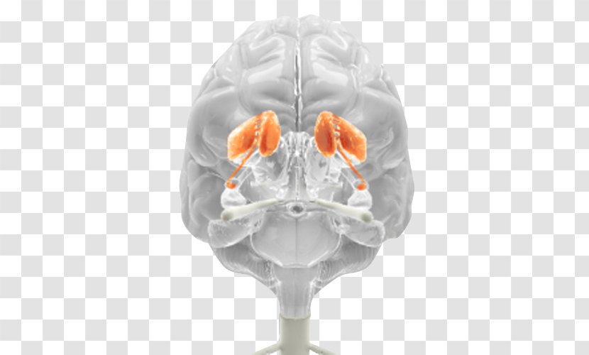 Brain Medicine Neurology Transparent PNG