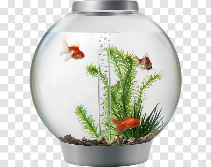 Cartoon Grass - Nano Aquarium - Vascular Plant Decor Transparent PNG