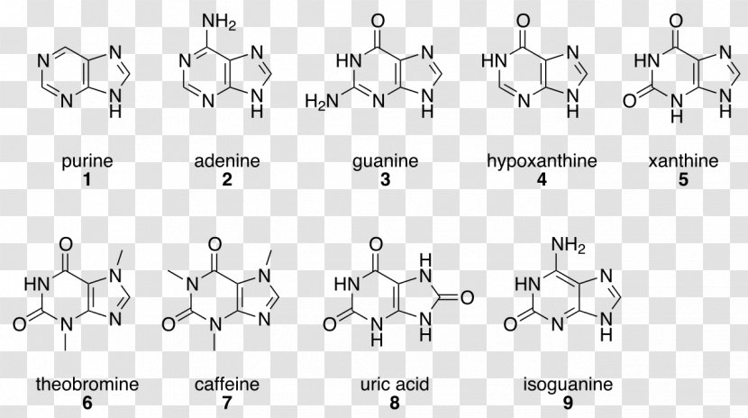 Purine プリン塩基 Hypoxanthine Nucleic Acid Base - Frame - Flower Transparent PNG