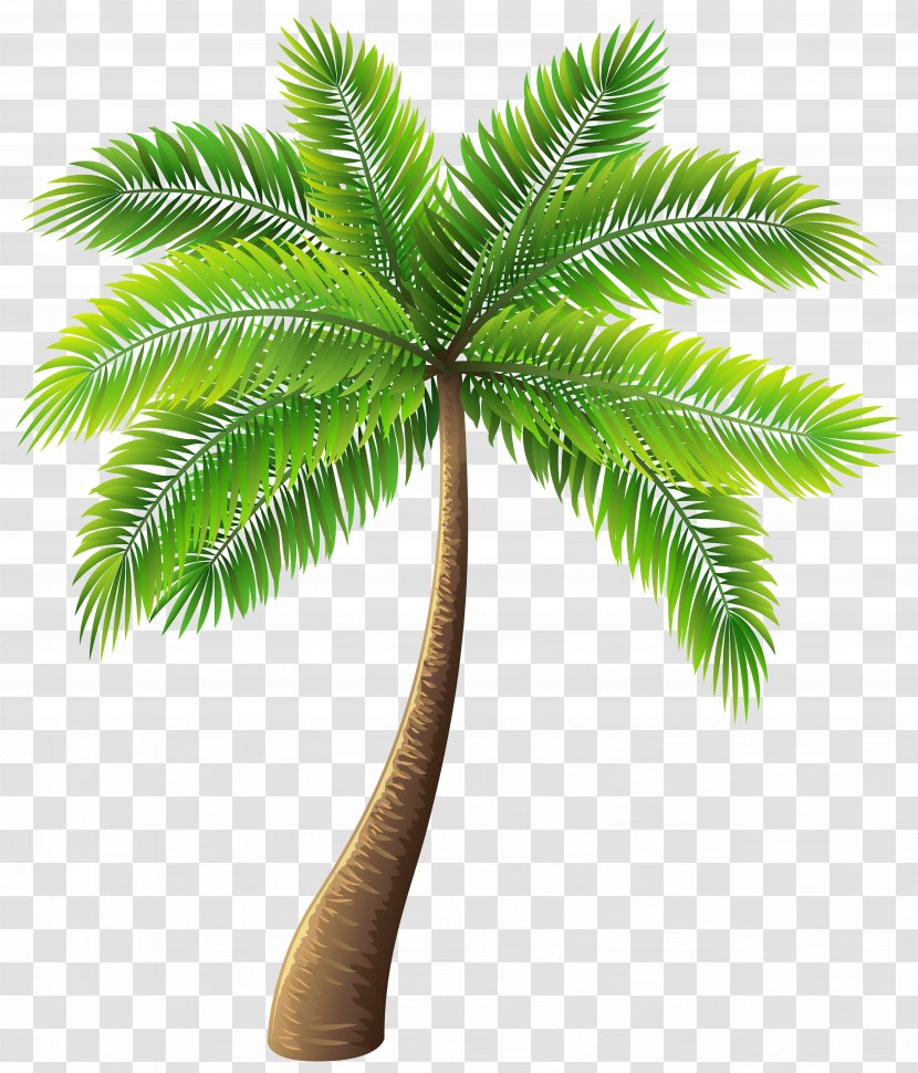 Archontophoenix Alexandrae Tree Clip Art - Plant - Palm Transparent PNG